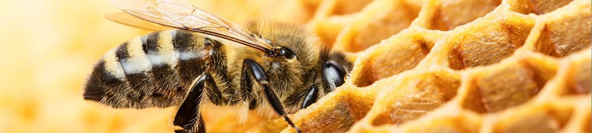 Bee Money Savvy
